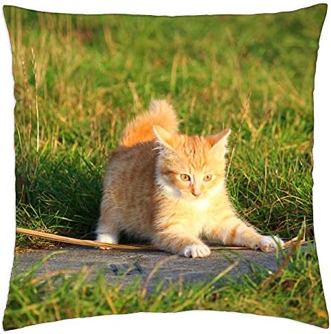 Калъфка за възглавница LESGAULEST (16x16 см) - Котка Коте Котка Дете Млада Котка Червенокоса Котката е Домашна котка