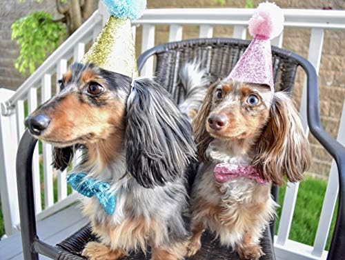 Шапка за рождения Ден на кучето и папийонка - Празнувайте стилно! Напълно регулируеми и многократна употреба