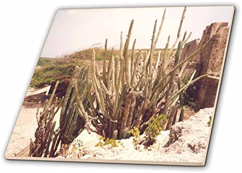 Триизмерно Десертни растения, растящи на Екзотичния остров Аруба - Теракот (ct-371717-1)