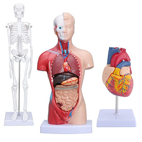 Увеличена Анатомическая модел сърцето LVCHEN 2 ПЪТИ - Модел Сърцето на човека с Анатомична форма Придатък на Левия