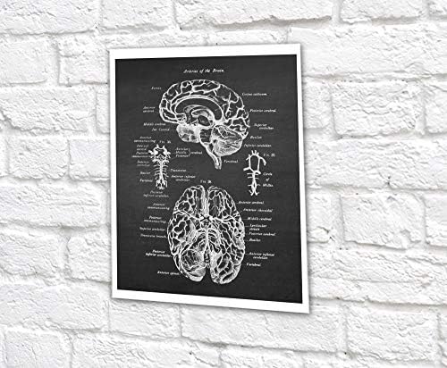 Снимка библиотека Gnosis Neuroscience Art комплект от 6 снимки анатомията на човешкия мозък, без рамка