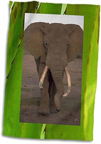 Детски хавлиени кърпи 3dRose Florene с изображение на слон в джунглата (twl-17732-1)