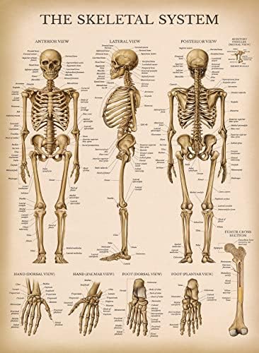 Palace Обучение Реколта Анатомическая карта Скелетната система - Плакат с Анатомията на човешкия скелет (ЛАМИНИРАН, 18 x 24)