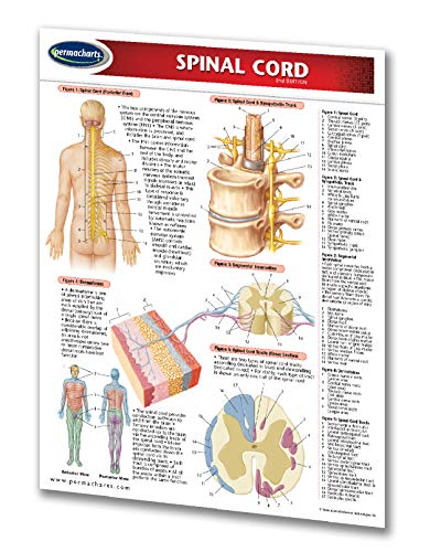 Ръководство по гръбначния стълб на мозъка - Човек - Кратък справочник за медицина от Permacharts