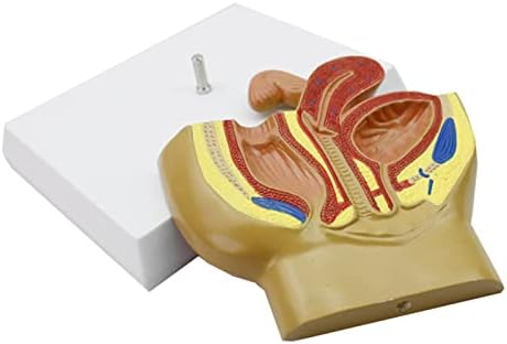 Анатомическая модел на женски таз KH66ZKY - Модел Средната Сагиттального сечение - Медицински наръчник За Гинекологични
