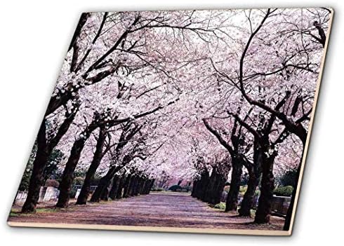 3dRose ct_50970_1, Облицована с Керамични плочки Cherry Blossom Trees, 4 инча