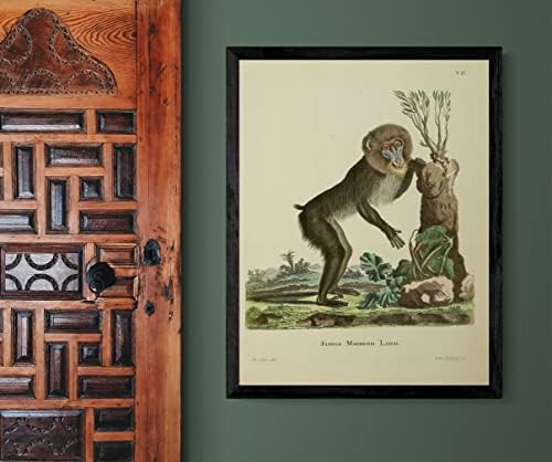 Мандрила Върховенството на Маймуна Реколта Дивата Природа Готин Офис Декор Зоология Антични Илюстрация на Изобразителното