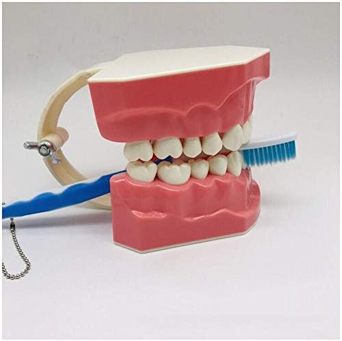 KH66ZKY Грижи за Модел на Зъбите 2 Пъти Повече Човешки Устата Образователна Модел за Почистване на Зъбите с Четка
