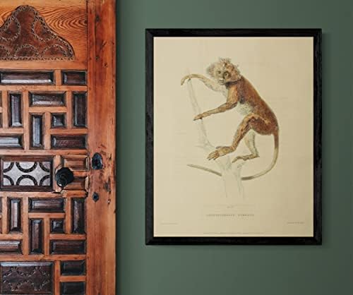 Лист Лутунга Маймуна-Върховенството на Маймуна Реколта Дивата Природа Готин Офис Декор Зоология Антични Илюстрация на Изобразителното