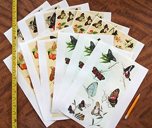 Опаковъчна хартия за декупажа (12 Листа формат А4 / 8 x 11) Butterfly Redoute FLONZ Реколта Эфемерная