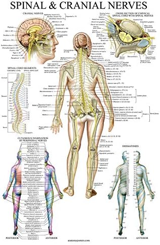 Palace Обучение 4 Pack е Набор от анатомични плакати - Ламиниран - Мускули, Скелет, Спинномозговые нервите, Дерматомы -