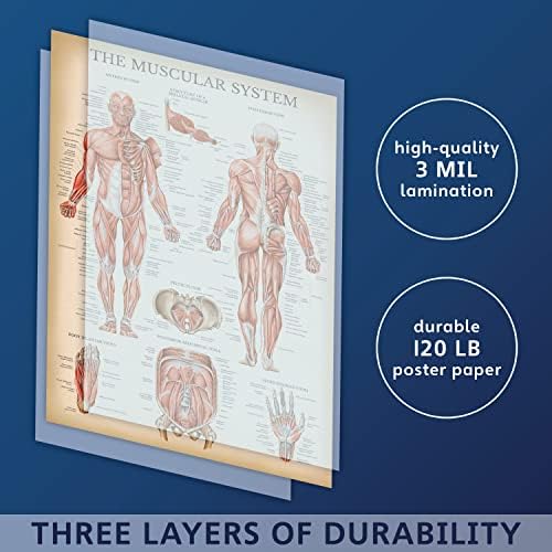 10 Опаковки - Ретро Комплект Анатомични Плакати - Ламиниран - Мускули, Скелет, Храносмилателната, Дихателната, Кръвоносната,