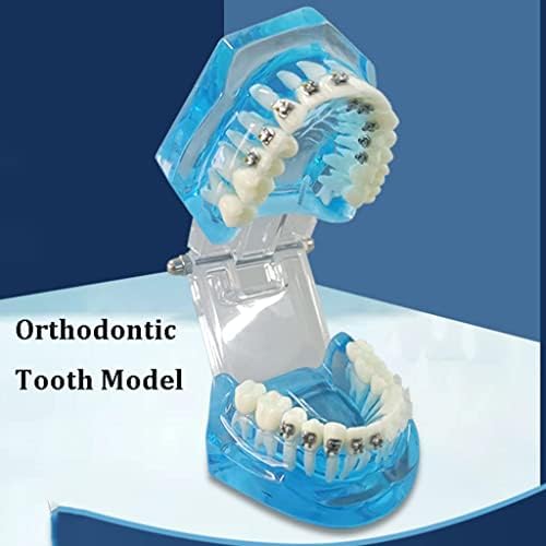 Стандартният модел на Зъбите на Обучение модел на Зъбите Модел на човешкото тяло Демонстрационен модел Ортодонтия