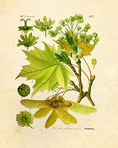 Реколта Ботанически щампи | Класически дървета и листа от Ink Inc. | Стенно изкуство в гората|, Определени от 9 теми с размер 5 x 7 инча, без рамка