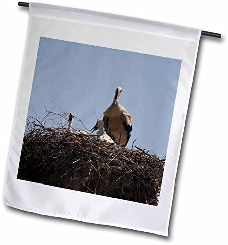 3 Снимка женски щъркел Роса и Пилета от щъркели - Знамена (fl-364783-2)