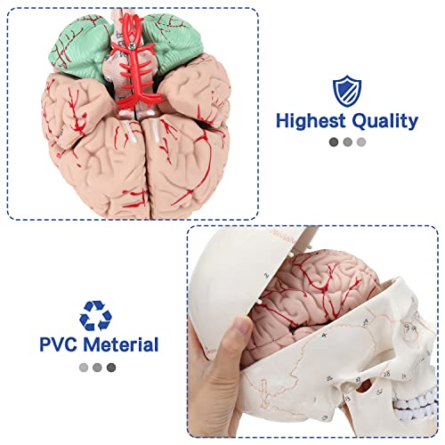 LYOU Модел на човешки череп с мозъка, Точно копие в пълен размер Медицинска Анатомическая Модел на Черепа на един Възрастен човек с Подвижна черепа и Сочленяющейся Д?