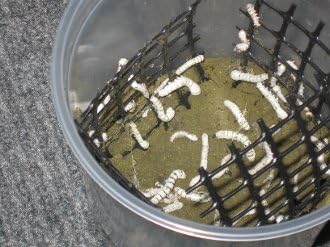 Чаша за копринените буби с 25 хранилки за копринените буби от silkiestogo Great Reptile Устройство идва само от